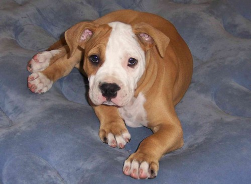 stene_pitbula4.jpg